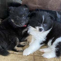 Pomsky Puppies from Perfect Pomskies
