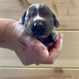 Ivy-Pink Female - Liver roan German Shorthaired Pointer puppy in Payneville, Kentucky from Roan Point Kennel