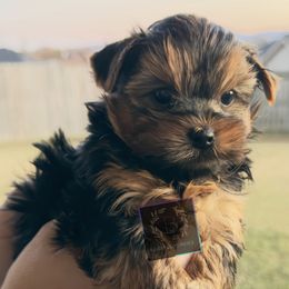 Boy 1 - male Yorkshire Terrier puppy in Hot Springs, Arkansas from Blissful_Yorkies