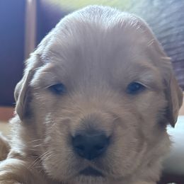 Golden Retrievers from AnaBear Goldens