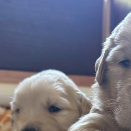 Golden Retrievers from AnaBear Goldens