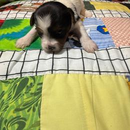 F1 - Parti female Yorkshire Terrier puppy in Madera, California from Rosann's Yorkshire Terriers