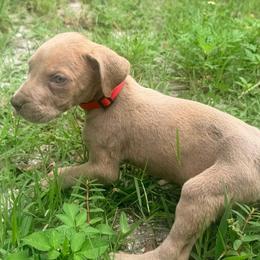 Zesty - Brindle male Great Dane puppy in Lehigh Acres, Florida from Florida Wrinkles