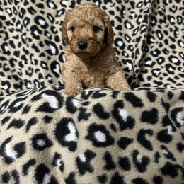 AKC girl - Red  Poodle puppy in Southwest Ranches, Florida from Herringbone ‘s Poodles