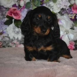 Girl 2 - Black and tan Dachshund puppy in Georgetown, Texas from TopShelf Dachshunds