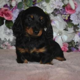 Girl 2 - Black and tan Dachshund puppy in Georgetown, Texas from TopShelf Dachshunds