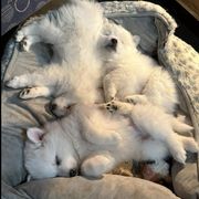 American Eskimo Dogs from Mauzey Eskies