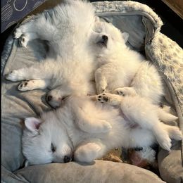 American Eskimo Dogs from Mauzey Eskies