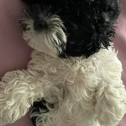 Cockapoos from Cutie Poos