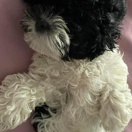Cockapoos from Cutie Poos