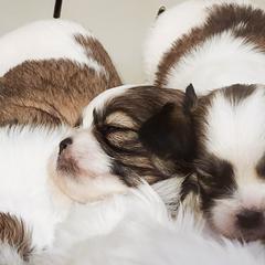 Mal-Shi, Maltese, and Shih Tzu Puppies from Michigan Maltese Puppies
