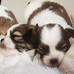 Mal-Shi, Maltese, and Shih Tzu Puppies from Michigan Maltese Puppies