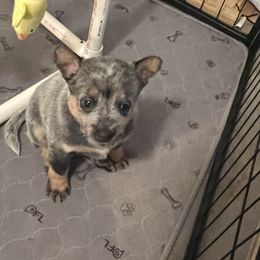Purple collar - Australian Cattle Dog puppy in Maryland from Hernwood Heelers & Poodles