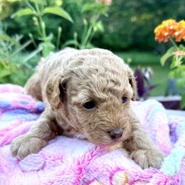 Poodle Puppies from Pet Guardian Smart Kennels, LLC