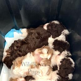 Aussiedoodle Puppies from WildRiver Pups