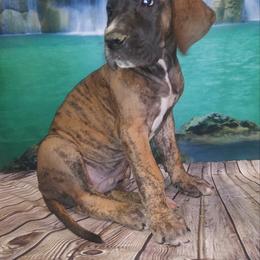 Great Dane Puppies from Monarch Danes