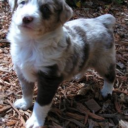 Miniature Australian Shepherd Puppies from Free Spirit Ranch