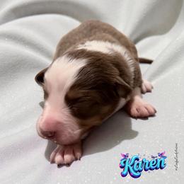 KAREN - Red Tri Female - Red tri-color female Australian Shepherd puppy in Gainesville, Texas from Lady Luck Aussies