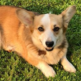 Cardigan Welsh Corgis and Pembroke Welsh Corgis from Rockin’ DA Corgis & Critter Transport LLC