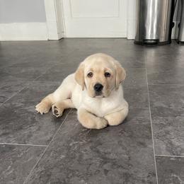 Labrador Retriever Puppies from Findaway Labradors