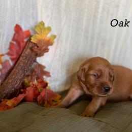 Oak - Dark golden male Golden Retriever puppy in Fruitland, Idaho from Bethel Retrievers