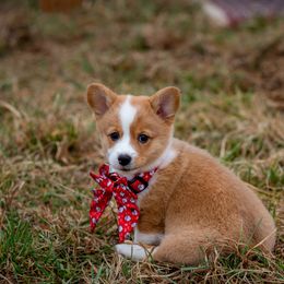 Pembroke Welsh Corgi Puppies from GLC Corgis