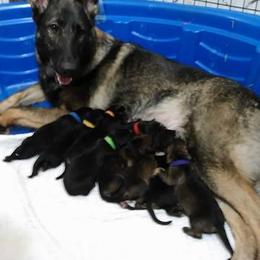 Livvy - German Shepherd