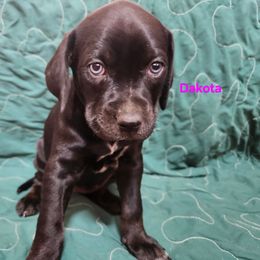 Catahoula Leopard Dog Puppies from OpenGate Catahoulas