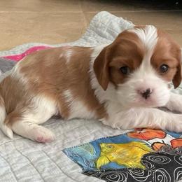 Teddy - Blenheim male Cavalier King Charles Spaniel puppy in Gallatin, Tennessee from Kids and Canines