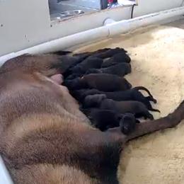 Boy 3 - Fawn sable male Belgian Malinois puppy in Chino, California from BlueStone K9