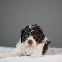 Fleece - Brown and white male Bernedoodle puppy in Caldwell, Idaho from Boise Doodle Co.