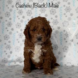 Cashew - Red  male Goldendoodle puppy in De Pere, Wisconsin from Kinzor Kennels