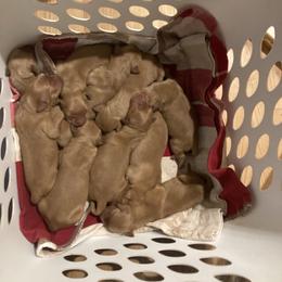 Boy 3 - Dark golden male Golden Retriever puppy in Sacramento Area, California from Gold Country Golden Retrievers
