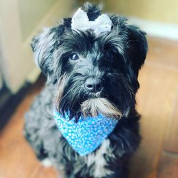 Maggie - Miniature Schnauzer
