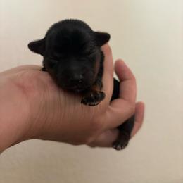 White collar - Black and tan male Yorkshire Terrier puppy in Riverbank, California from Yorkie_Wonderland and Stud Services