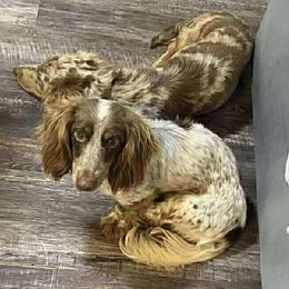 Dachshund puppies from Vera Ruth Farms