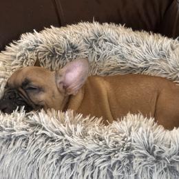 French Bulldog puppies from Rock N’ Roll Frenchies