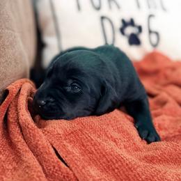 Maize - Black female Labrador Retriever puppy in Sweet Home, Oregon from Knotty Creek Labradors