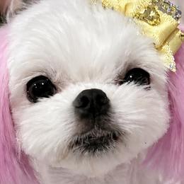 Biewer Terriers, Maltese, Maltipoos, Poodles, and Yorkshire Terriers from Yorkie & Maltese Royalty
