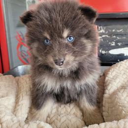 Princess Daisy - Blue female Pomsky puppy in Sand Coulee, Montana from Big Sky Pomskies