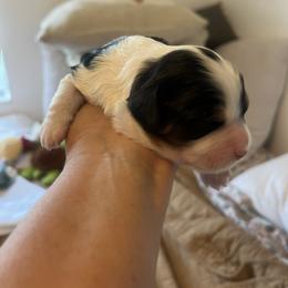 Cavalier King Charles Spaniel, Cavapoo, Maltipoo, and Poodle Puppies from Lainy's Cottage Puppies