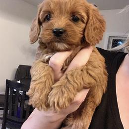 Bernedoodle and Cavapoo Puppies from Lawler’s Legacy Litters