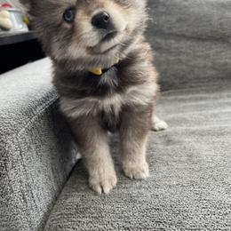 Pomsky Puppies from Peekaboo Pomskies