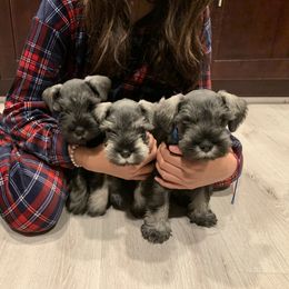 Miniature Schnauzer Puppies from Dirty Beard Mini Schnauzers