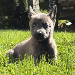 Kai - Silver brindle male Dutch Shepherd puppy in Watertown, Connecticut from APACHEK9