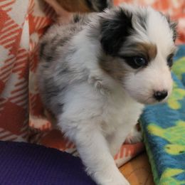 Girl 1 - Blue merle Miniature American Shepherd puppy in Meadows Of Dan, Virginia from Nashira