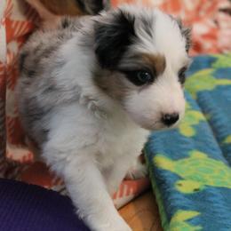 Girl 1 - Blue merle Miniature American Shepherd puppy in Meadows Of Dan, Virginia from Nashira