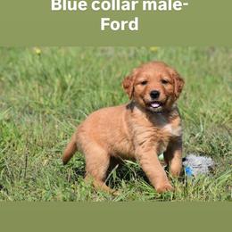 Boy 6 - Golden male Golden Retriever puppy in Fort Worth, Texas from Fort Worth Goldens