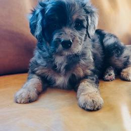 APOLLO - Phantom male Bernedoodle puppy in Lehi, Utah from Thompson Family Puppies