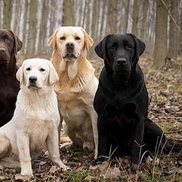 Labrador Retrievers from Willow Springs Labrador Retrievers